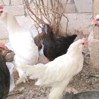 خروس مرندی|حیوانات مزرعه|آران و بیدگل, |دیوار