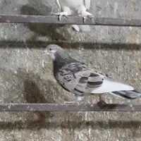 کفتر|پرنده|اسلام‌شهر, شهرک سالور|دیوار