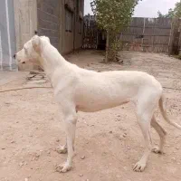 واگذاری سگ آلابای|سگ|آزادشهر, |دیوار