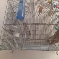 سهره همراه قفس