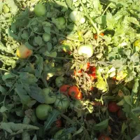 گوجه درجه 1