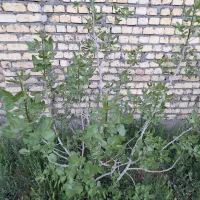 فروش چهاردیواری با سند قهجاورستان مناسب باغ و سوله|فروش زمین و ملک کلنگی|اصفهان, قهجاورستان|دیوار