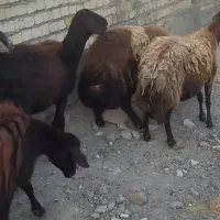 5راس میش قزل افشار درجه یک