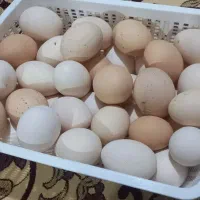 تخم مرغ محلی تلزه