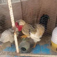 مرغ و خروس سلطان و لهستانی