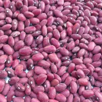 لوبیا قرمز