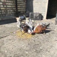 مرغ بومی گلین|حیوانات مزرعه|خمینی‌شهر, |دیوار