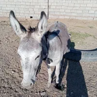 خر.|حیوانات مزرعه|سبزوار, پیروزی|دیوار