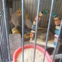 ۲عدد عروس هلندی نروماده جفت|پرنده|تهران, زرکش|دیوار