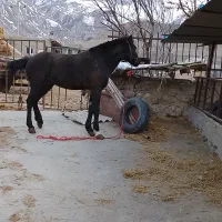 اسب نر فروشی