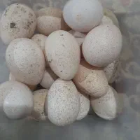 تخم بوقلمون واردک نطفه دار