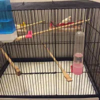 4 عدد فنچ نر با قفس سایز بزرگ|پرنده|تهران, پاسداران|دیوار