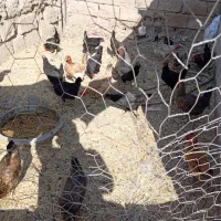 مرغ عربی|حیوانات مزرعه|رامشیر, |دیوار