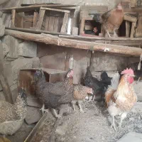 مرغ و خروس کردی اصل|حیوانات مزرعه|ثلاث باباجانی, |دیوار