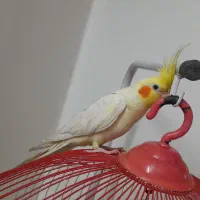 عروس هلندی سالم