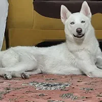 سگ هاسکی سفید ماده