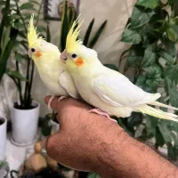 جوجه عروس هلندی لوتینو