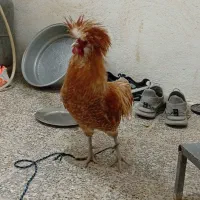 خروس لهستانی پولند گلد زینتی