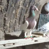 کبوتر هوا
