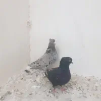 دم سفید همه رنگ