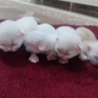 پرشین بریتیش|گربه|ساری, |دیوار