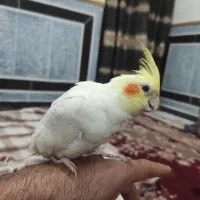 عروس هلندی نر دستی سه ماهه|پرنده|زاهدان, |دیوار