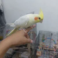 عروس هلندی نروماده جفت