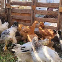 جوجه برهما|حیوانات مزرعه|شیراز, شهرک ترکان|دیوار