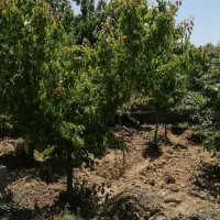 باغچه-500-متری-نیمه-کاره-چهارباغ-شهرکی