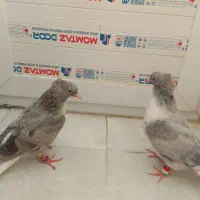 جوجه کوهی دم سفید