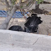 نگهبان سرایدار24ساعته