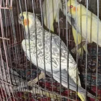 عروس هلندی دو ماهه و دوساله