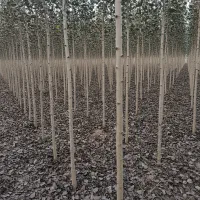 نهال صنوبر لیبل‌دار  اصالت و سلامت ریشه تضمینی