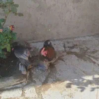 مرغ و خروس تزیینی و تخمی|حیوانات مزرعه|جلگه رخ, |دیوار