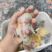 جوجه گرینچیک جوجه مرغ عشق