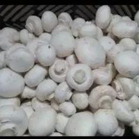 قارچ خوراکی