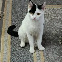 واگذاری رایگان گربه