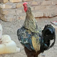 خروس|حیوانات مزرعه|گناباد, |دیوار
