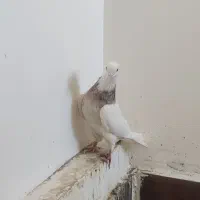 طوقی|پرنده|فردوس (خراسان), |دیوار