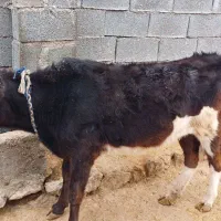 گوساله جنس خوب|حیوانات مزرعه|ایذه, |دیوار