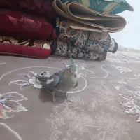 عروس هلندی|پرنده|فلارد, |دیوار