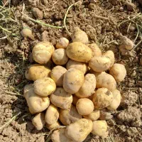 سیب زمینی