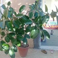 گل طبیعی فیکوس