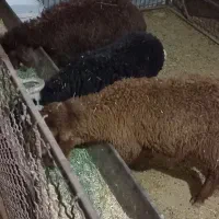 بره .۱۲۰۰۰۰۰۰