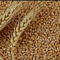 گندم اوبا (لاین)