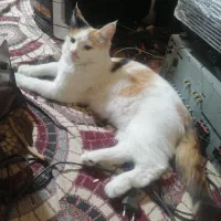 واگذاری گربه بازیگوش