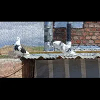 نر ماده پرشی