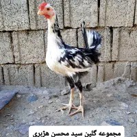 تخم مرغ گلین|حیوانات مزرعه|سنندج, |دیوار