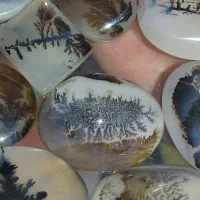 حراج نگین شجر قائن