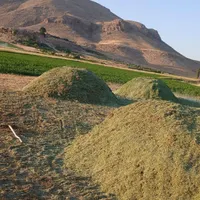 مقدار ۲تن یونجه درجه یک کوبیدهشده بدون گیاه|لوازم جانبی حیوانات|سنقر, |دیوار